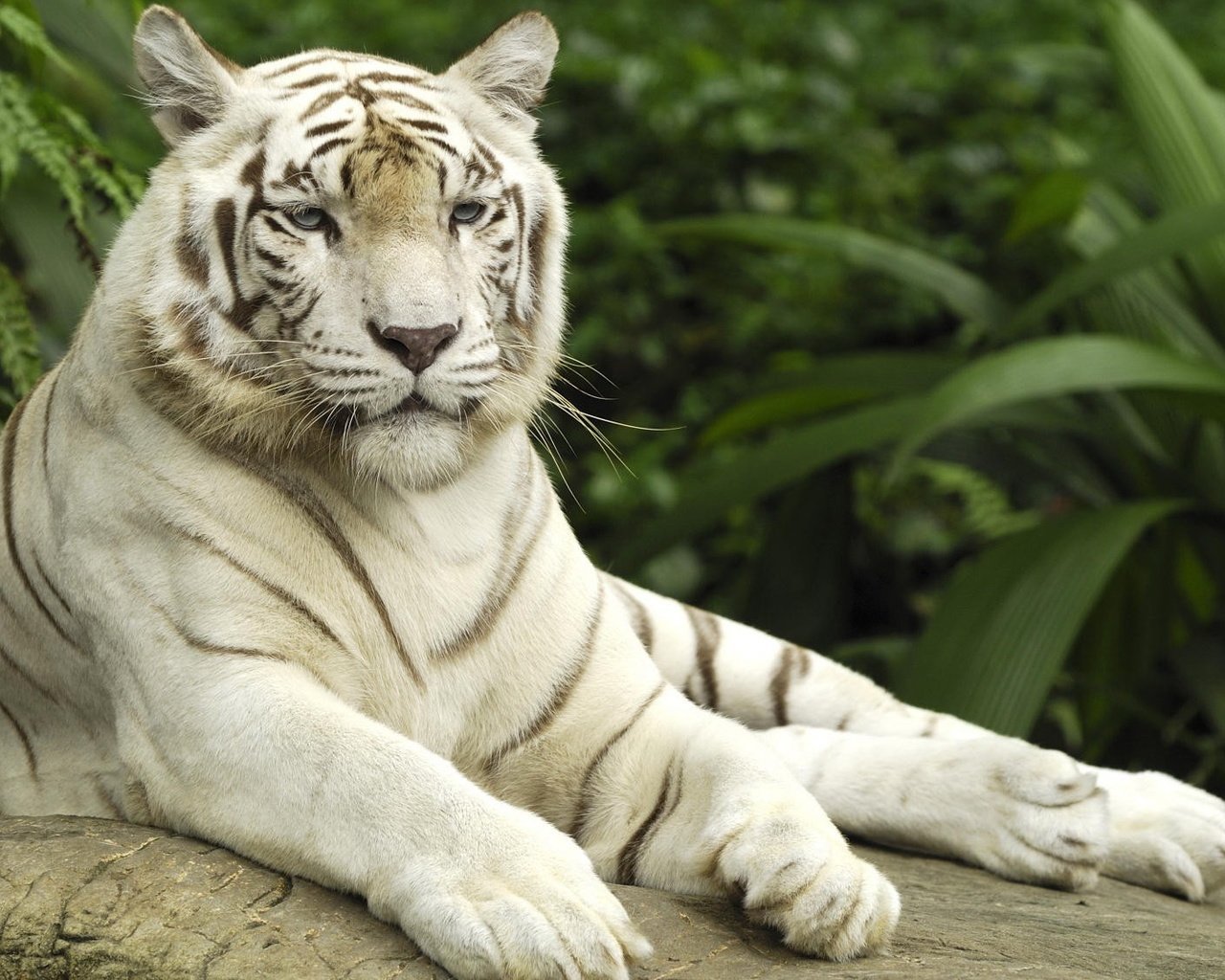 Обои тигр, белый тигр, tiger, white tiger разрешение 2000x1125 Загрузить