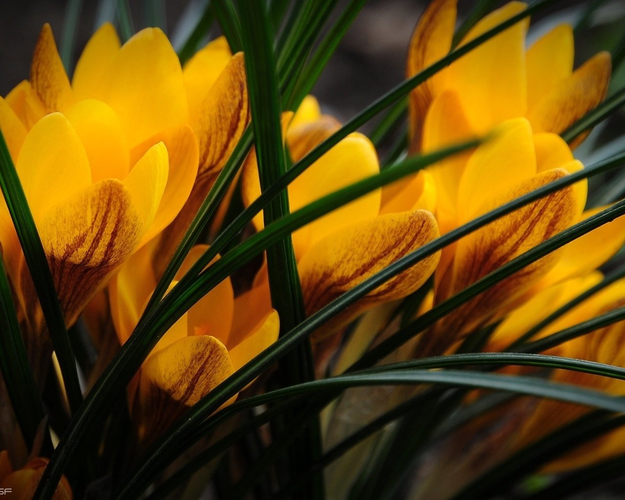 Обои цветы, крокусы, крокус, cvety, zheltye, priroda, krokusy, flowers, crocuses, krokus разрешение 1920x1200 Загрузить