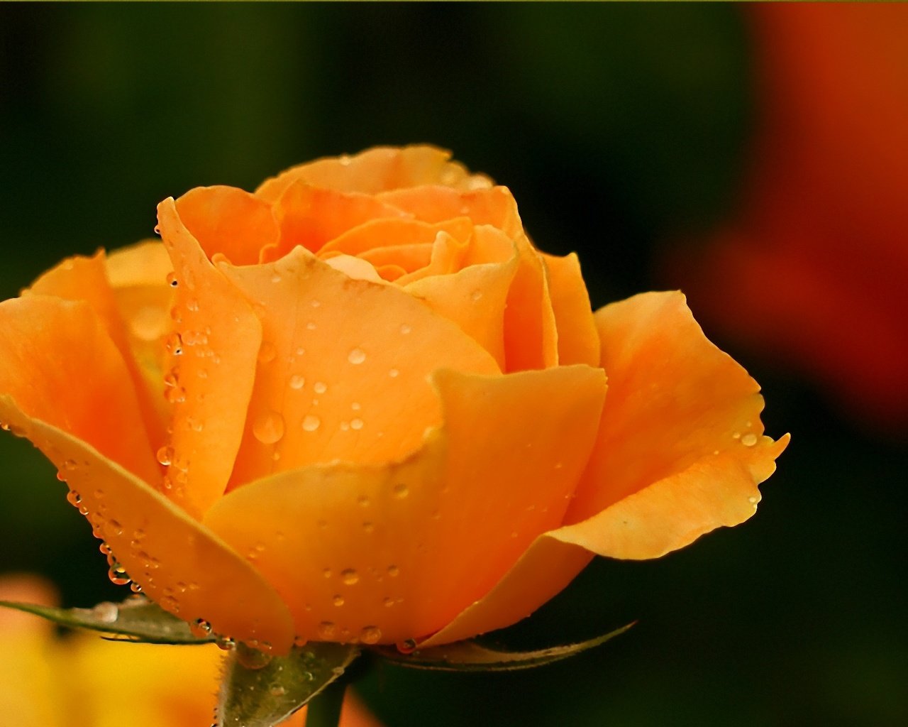 Обои цветок, капли, роза, лепестки, бутон, zheltaya roza, yemblema, pechali, flower, drops, rose, petals, bud разрешение 1920x1200 Загрузить