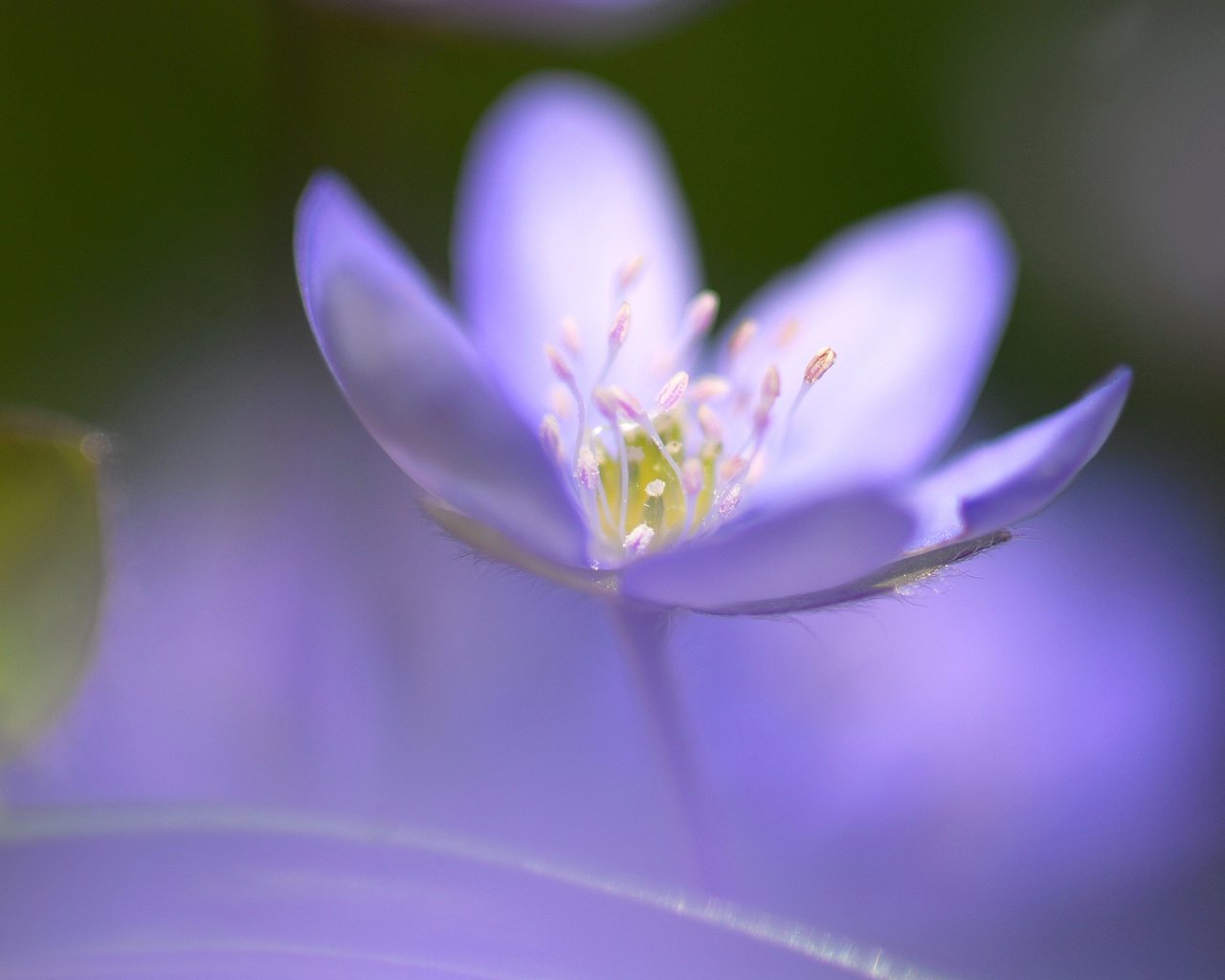 Обои фокус камеры, синий, цветок, размытость, cvetok, rozmytost, odin, fokus, sinij, seredinka, the focus of the camera, blue, flower, blur разрешение 3872x2592 Загрузить