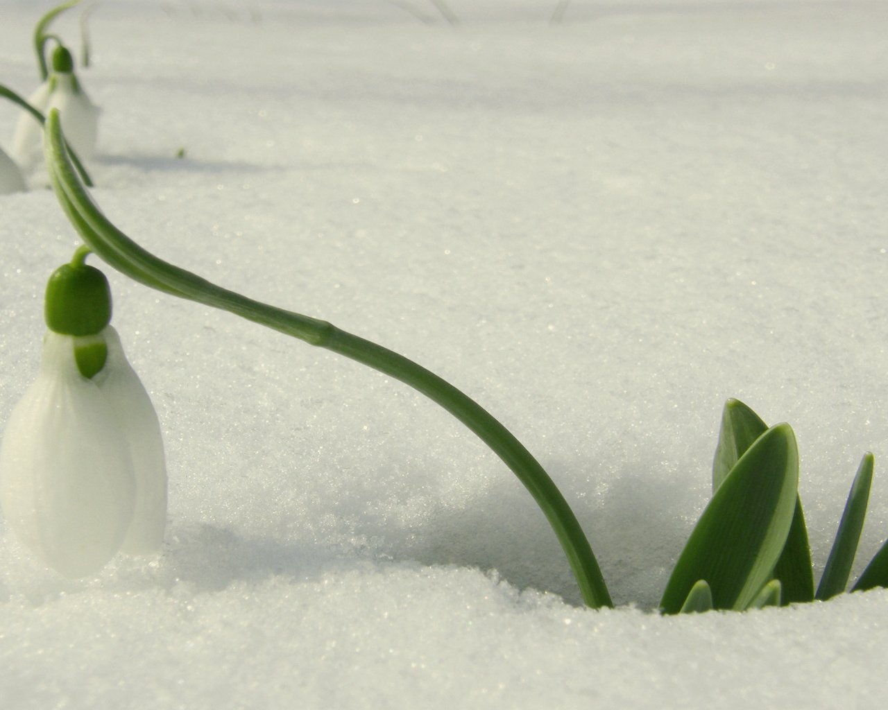 Обои снег, весна, подснежник, оттепель, первые цветы, snow, spring, snowdrop, thaw, the first flowers разрешение 2560x1600 Загрузить