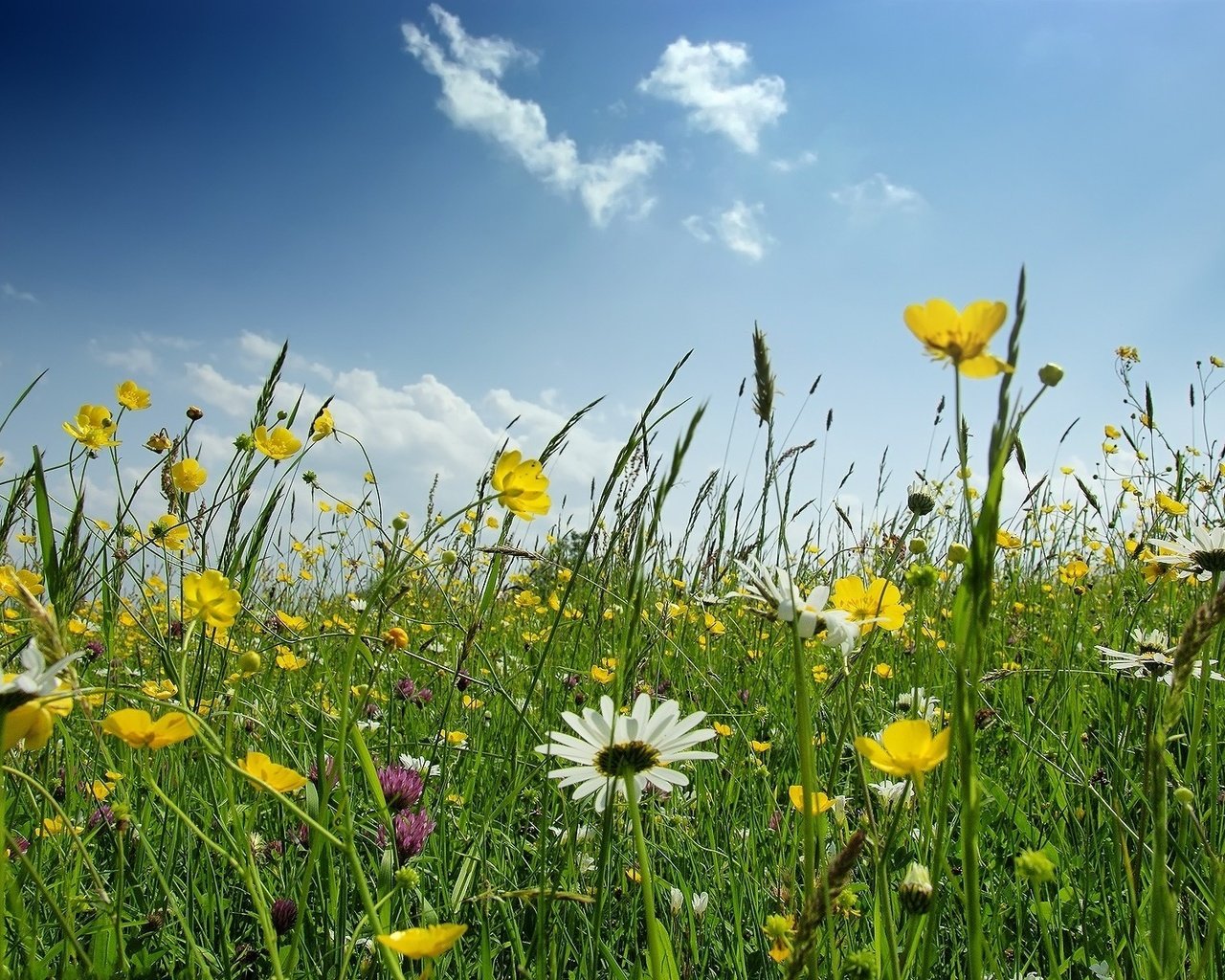 Обои цветы, поле, ромашка, полевые, flowers, field, daisy разрешение 1920x1200 Загрузить