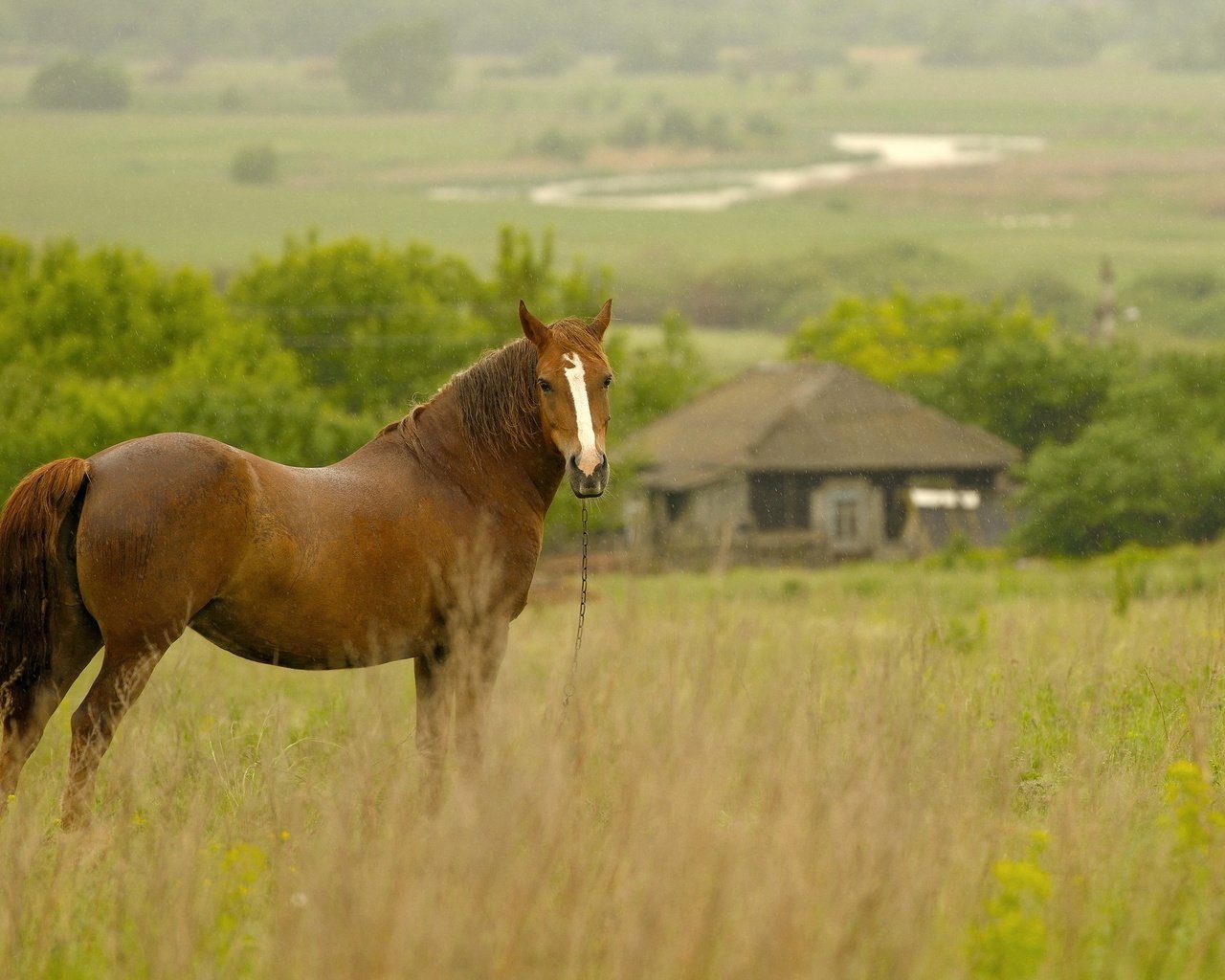 Обои лошадь, трава, деревья, лето, луг, дом, конь, пасётся, horse, grass, trees, summer, meadow, house, grazing разрешение 2560x1600 Загрузить