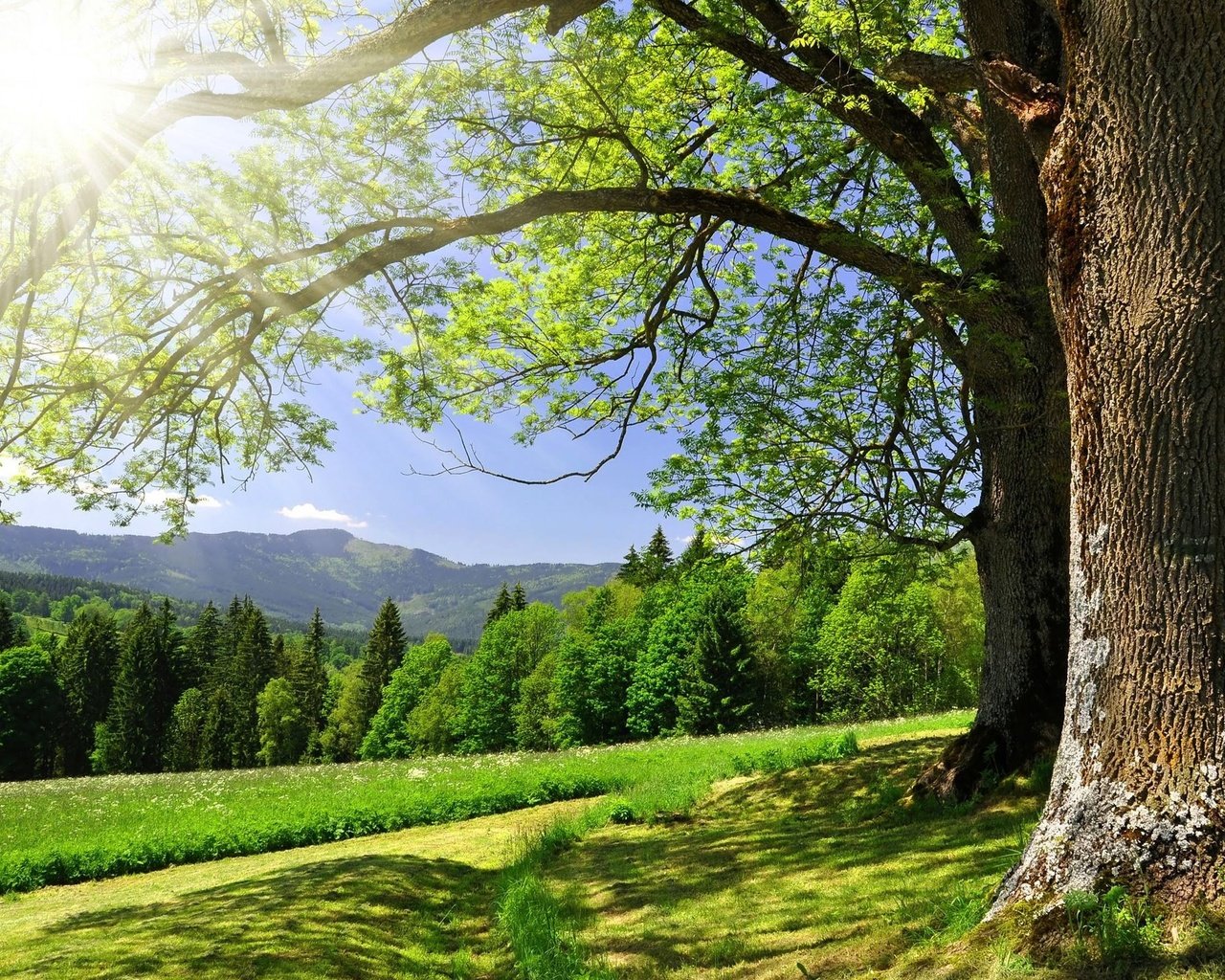 Обои небо, дорога, деревья, солнце, зелень, лес, лето, the sky, road, trees, the sun, greens, forest, summer разрешение 2560x1600 Загрузить