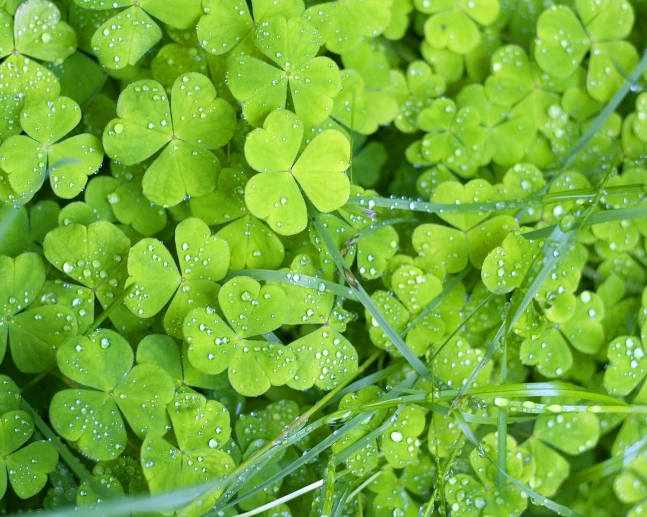 Обои трава, клевер, листья, макро, роса, капли, растение, трилистник, grass, clover, leaves, macro, rosa, drops, plant, shamrock разрешение 1920x1200 Загрузить