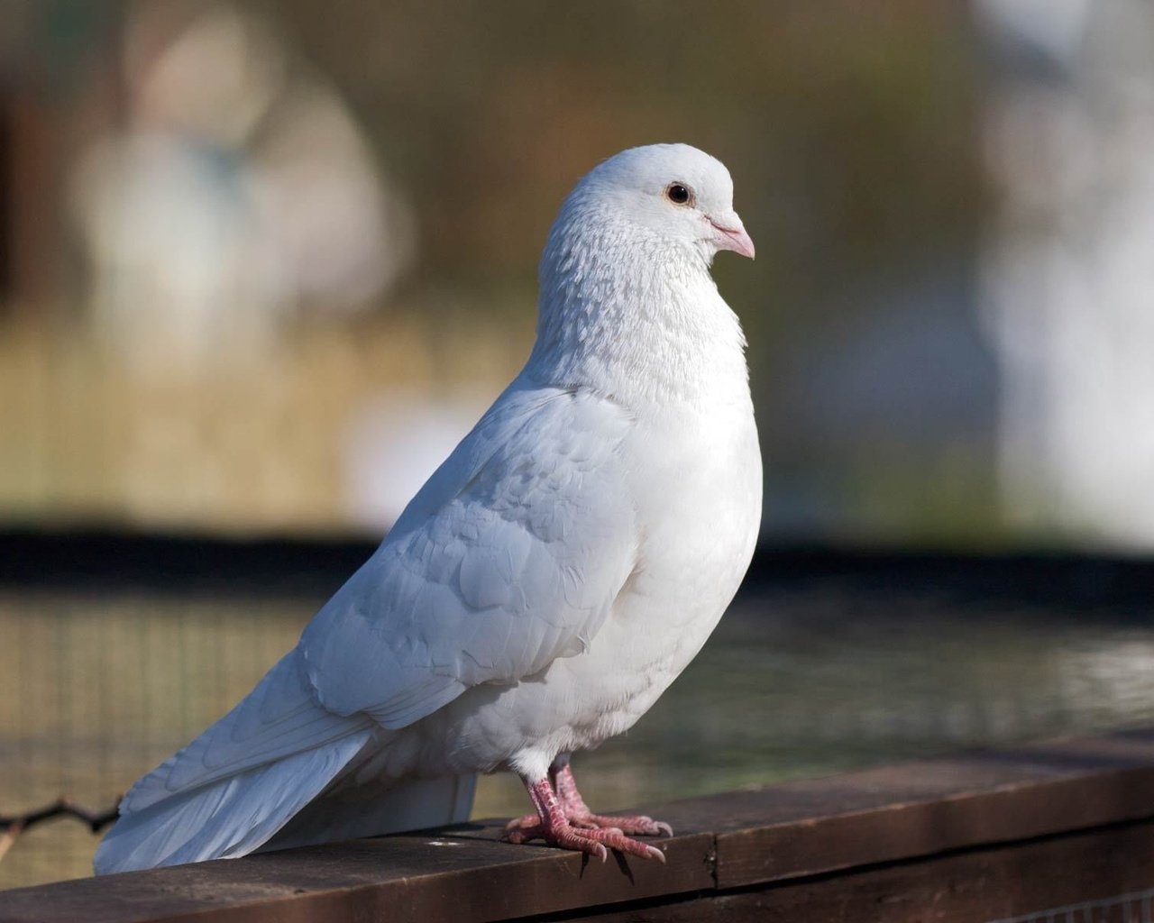 Обои белый, птица, красивый, голубь, white, bird, beautiful, dove разрешение 1920x1200 Загрузить