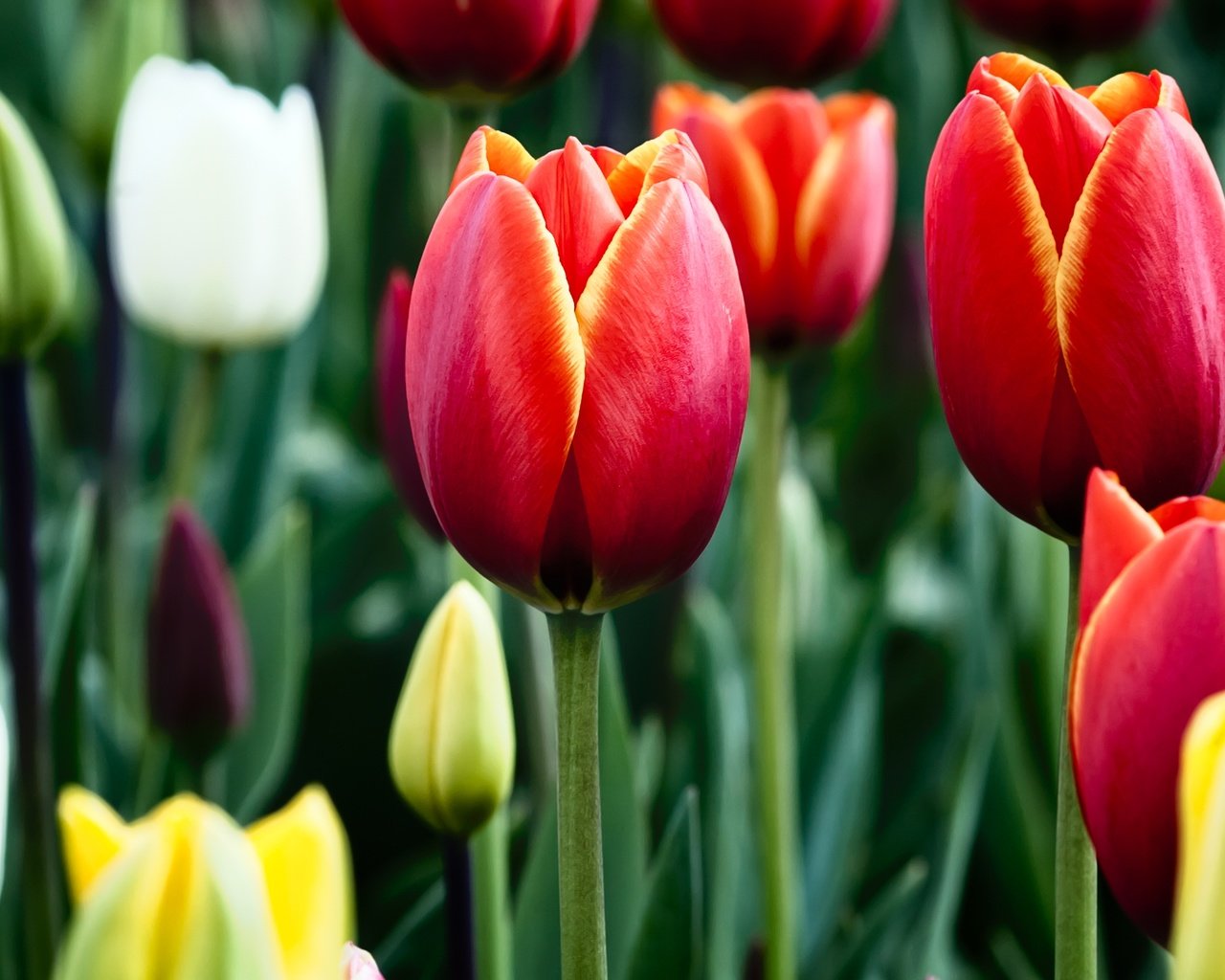 Обои цветы, бутоны, весна, тюльпаны, разные, flowers, buds, spring, tulips, different разрешение 2880x1800 Загрузить