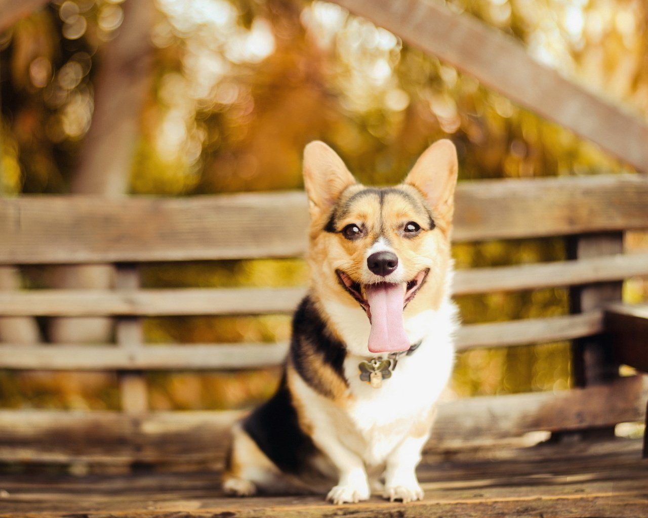 Обои взгляд, собака, скамейка, ошейник, язык, пес, вельш-корги, look, dog, bench, collar, language, welsh corgi разрешение 1920x1200 Загрузить