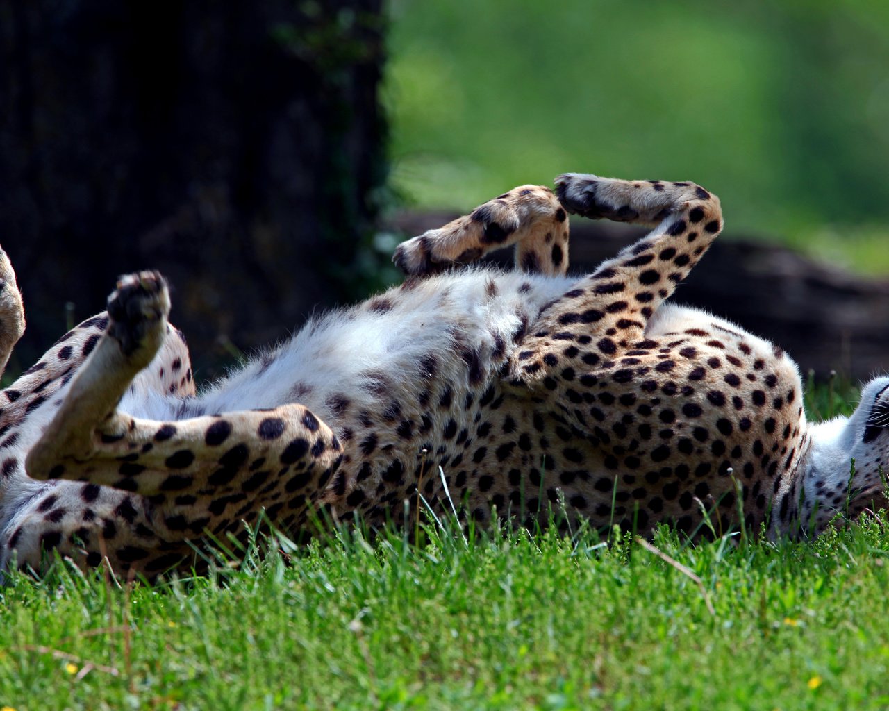 Обои трава, лежит, спит, хищник, гепард, дикая кошка, солнечно, grass, lies, sleeping, predator, cheetah, wild cat, sunny разрешение 2560x1600 Загрузить