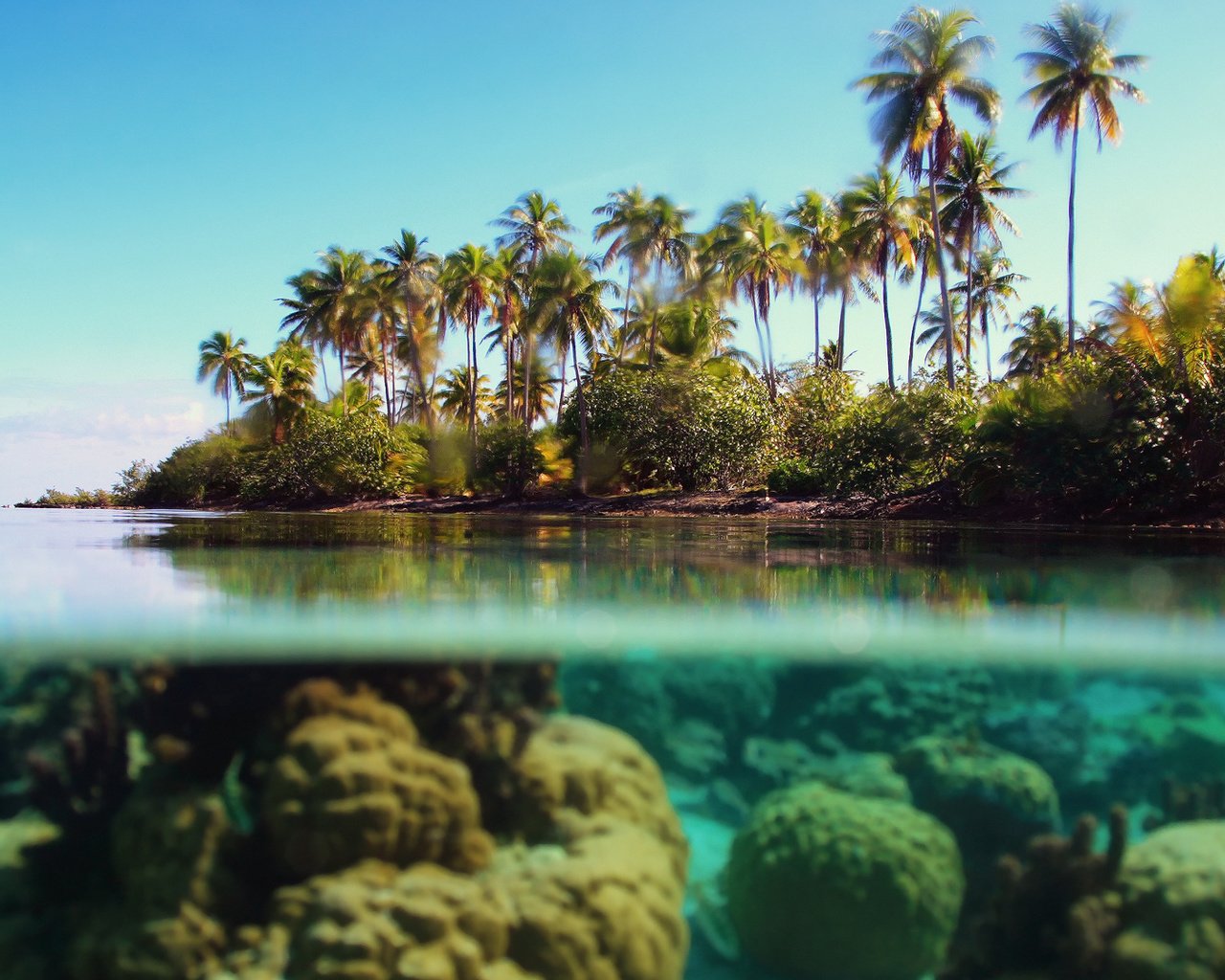 Обои море, пальмы, под водой, тропики, sea, palm trees, under water, tropics разрешение 1920x1080 Загрузить