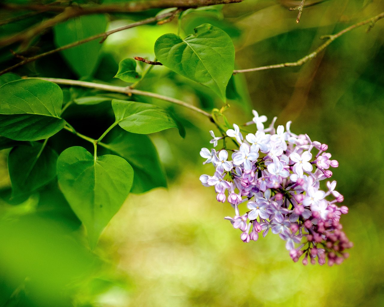 Обои цветы, ветка, макро, весна, сирень, flowers, branch, macro, spring, lilac разрешение 1920x1200 Загрузить