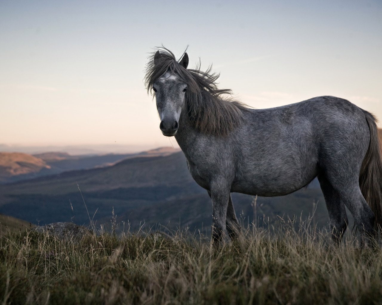 Обои лошадь, природа, конь, грива, horse, nature, mane разрешение 3000x2000 Загрузить