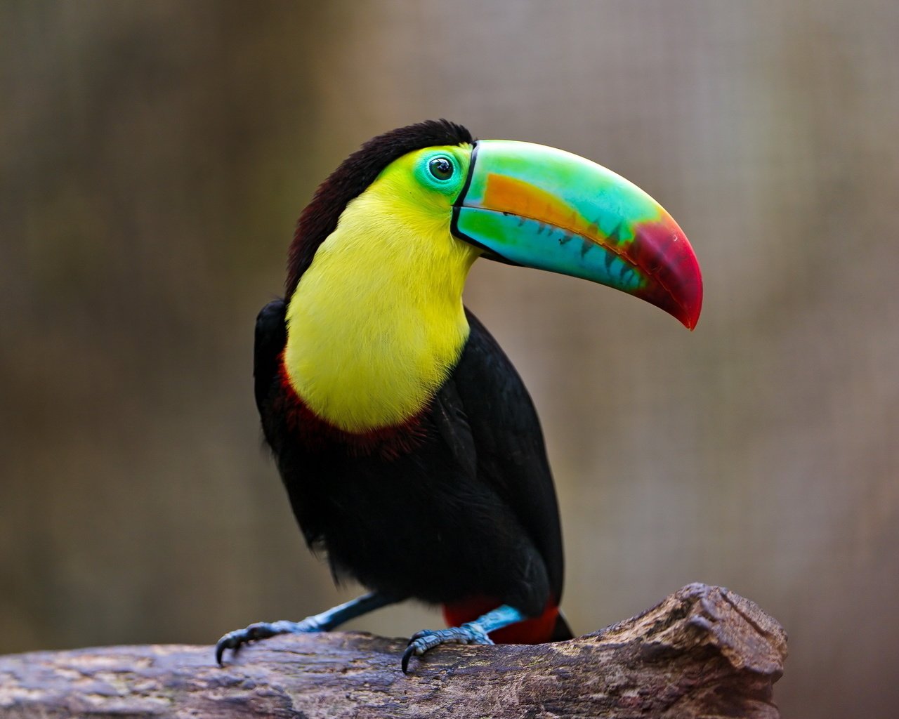 Обои разноцветный, птица, тукан, клюв, оперение, colorful, bird, toucan, beak, tail разрешение 2560x1600 Загрузить