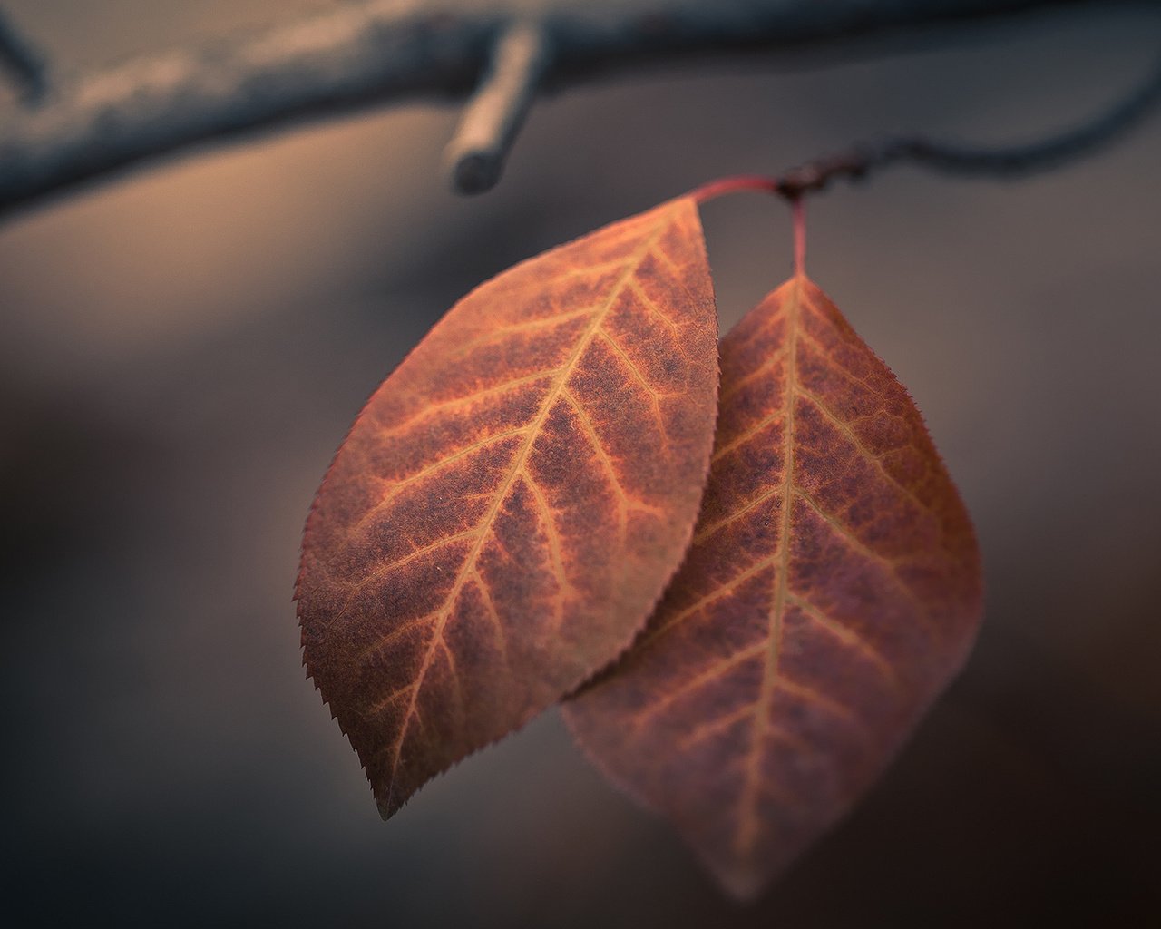 Обои ветка, листья, макро, листва, осень, branch, leaves, macro, foliage, autumn разрешение 1920x1200 Загрузить