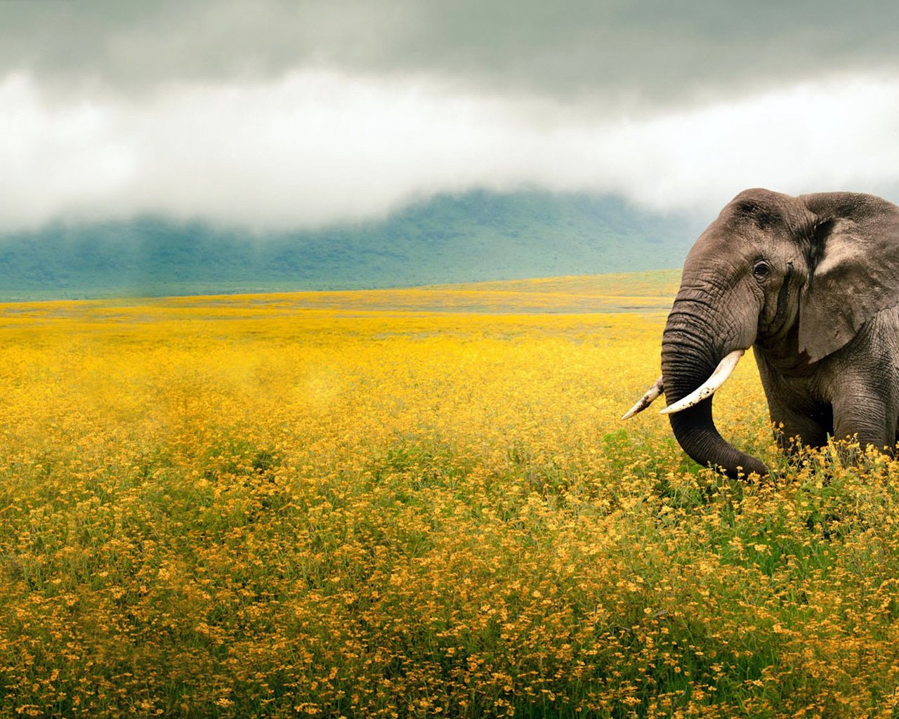 Обои небо, цветы, животные, поле, слон, уши, желтые, хобот, the sky, flowers, animals, field, elephant, ears, yellow, trunk разрешение 1920x1200 Загрузить