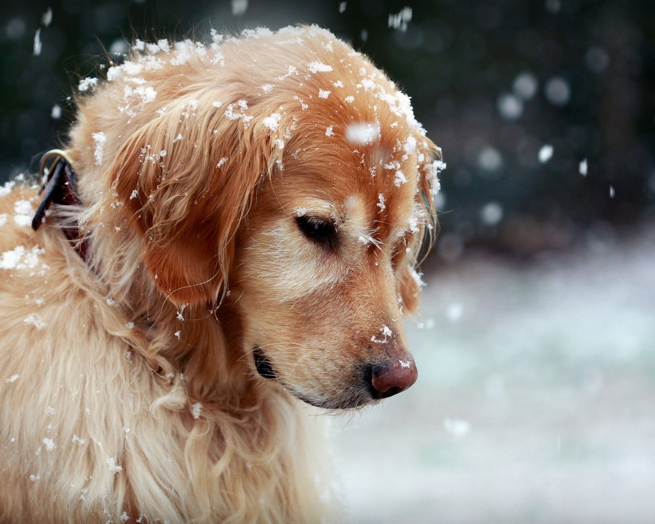Обои снег, природа, собака, золотистый ретривер, snow, nature, dog, golden retriever разрешение 1920x1200 Загрузить