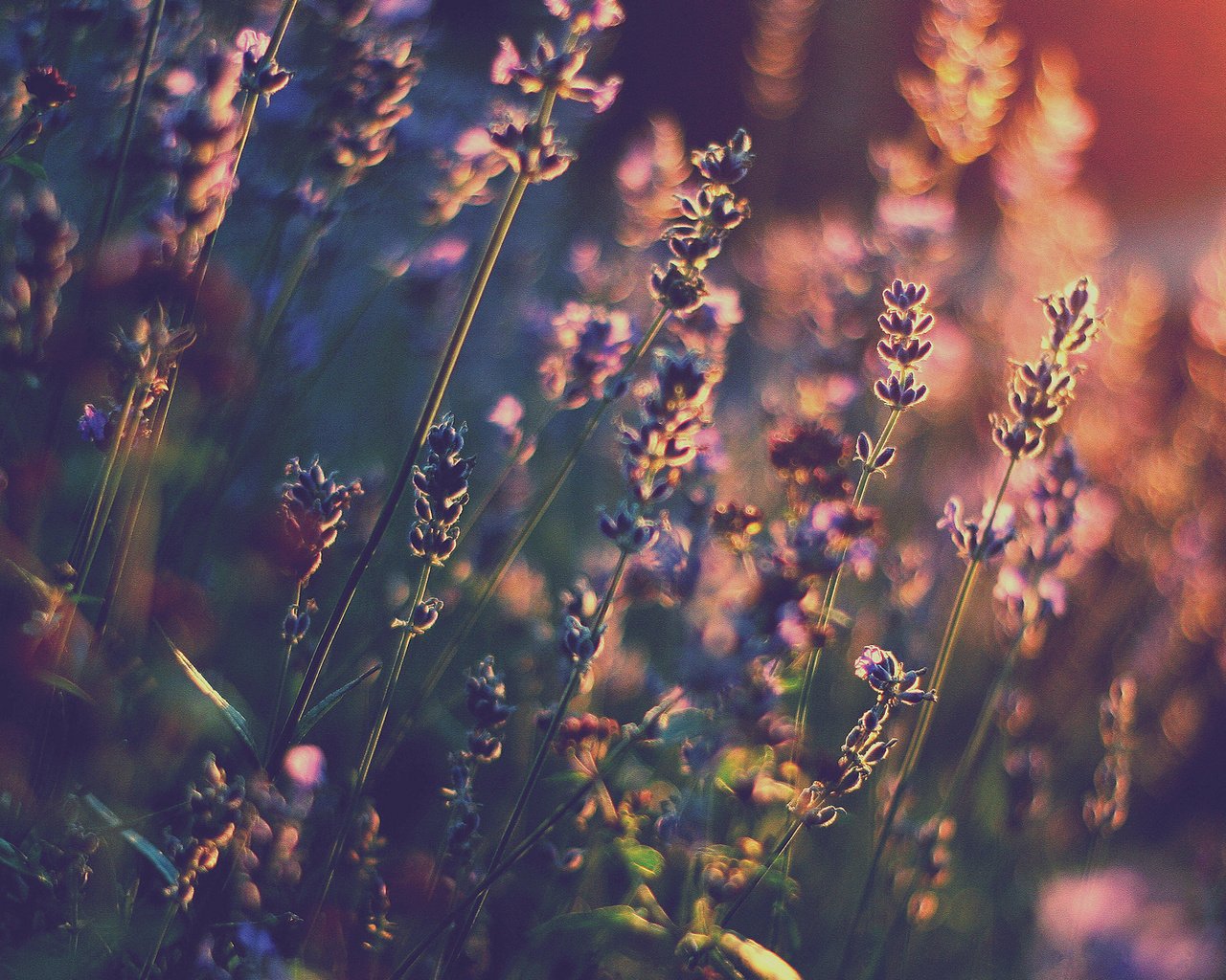 Обои свет, цветы, лаванда, тепло, боке, light, flowers, lavender, heat, bokeh разрешение 1920x1200 Загрузить