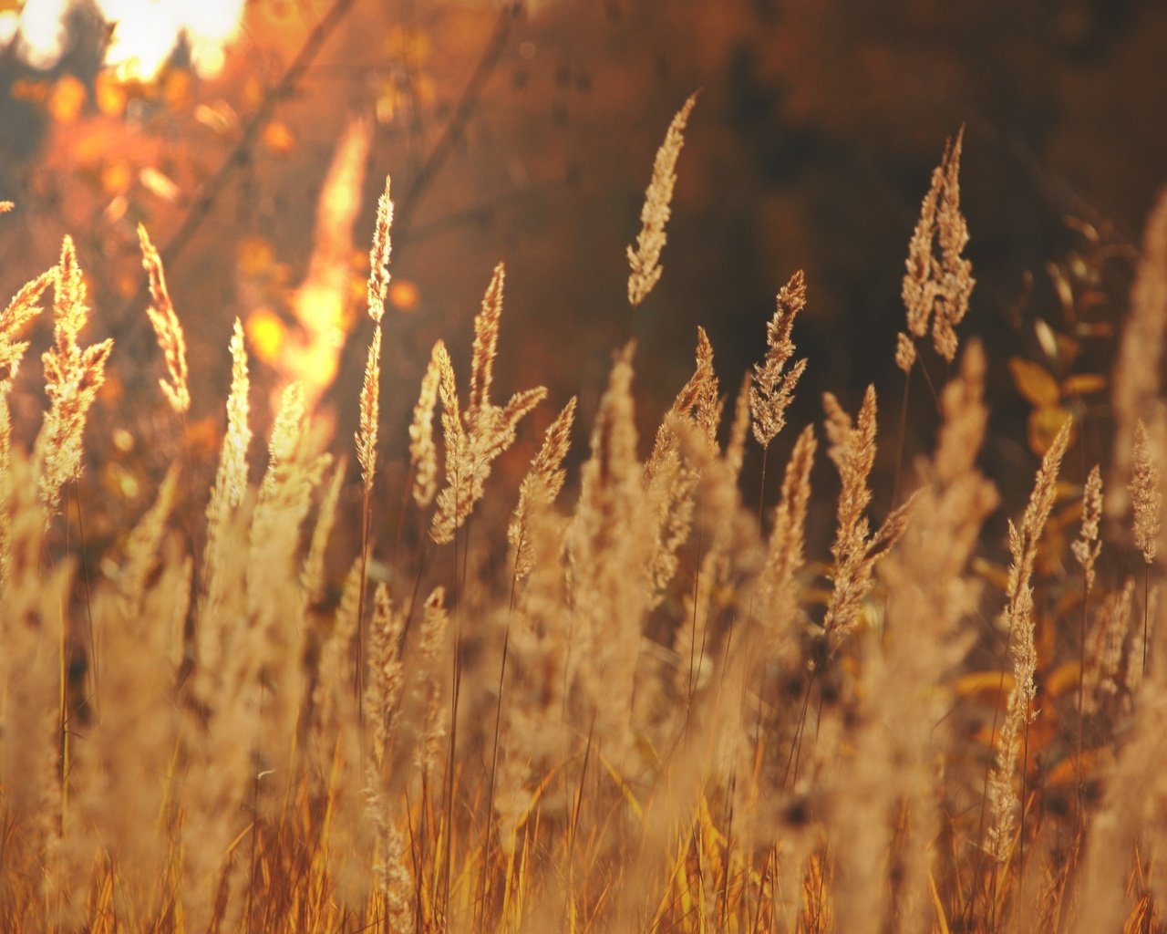 Обои свет, трава, солнце, макро, поле, осень, колоски, light, grass, the sun, macro, field, autumn, spikelets разрешение 2560x1707 Загрузить