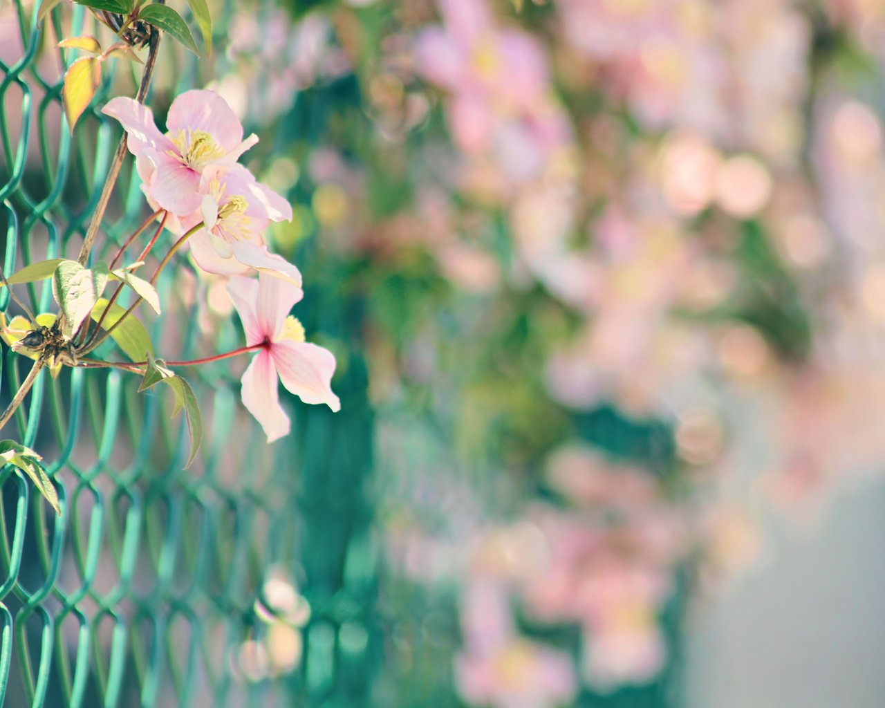 Обои цветы, природа, забор, сетка, розовые, боке, нежные., flowers, nature, the fence, mesh, pink, bokeh, gentle. разрешение 1920x1280 Загрузить