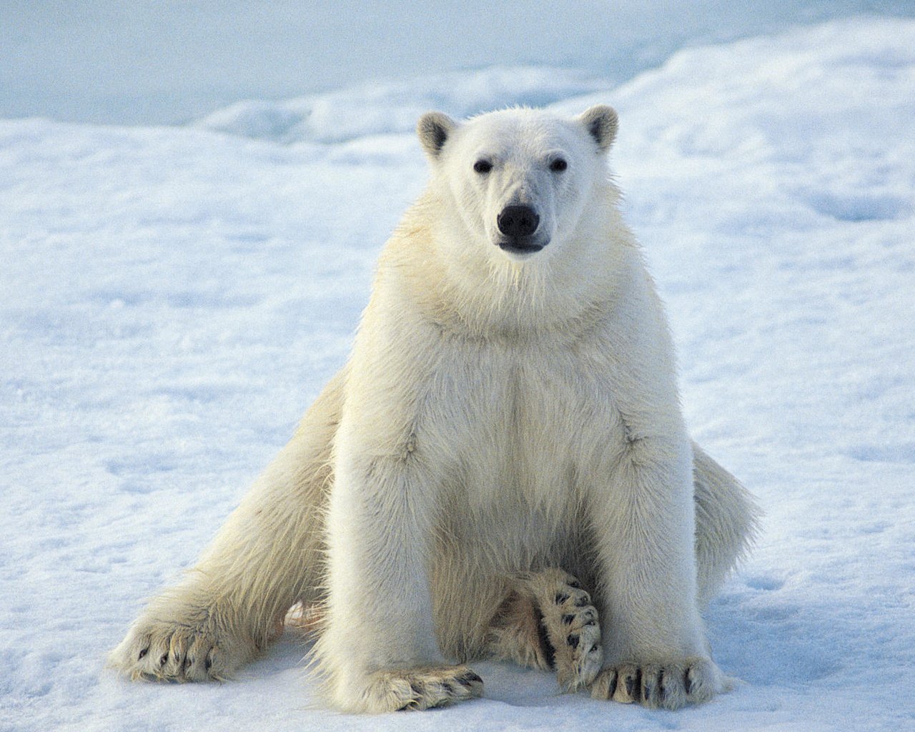 Обои зима, белый медведь, winter, polar bear разрешение 1920x1080 Загрузить