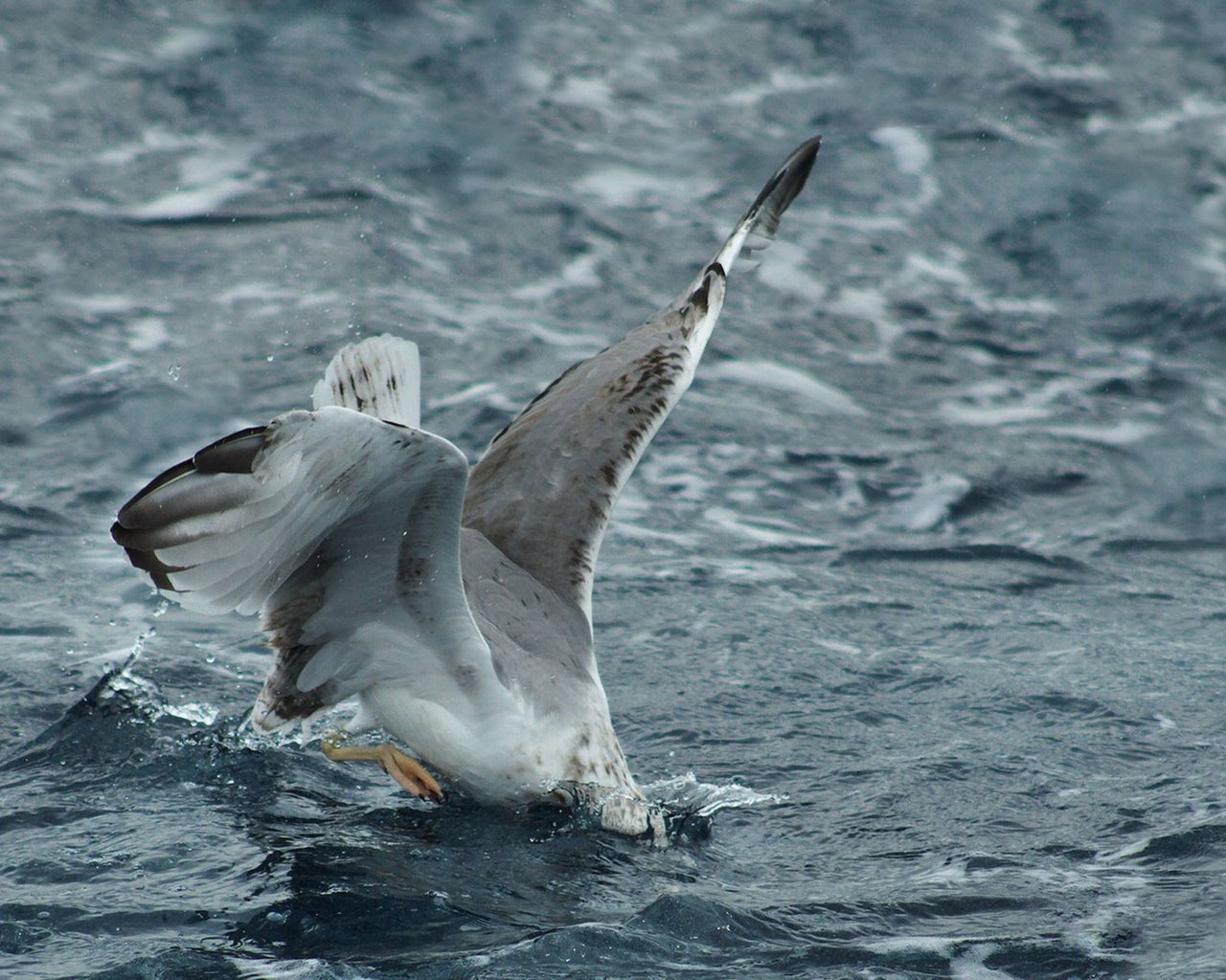 Обои волны, море, чайка, птица, охота, атака, погружение, wave, sea, seagull, bird, hunting, attack, dip разрешение 1920x1200 Загрузить