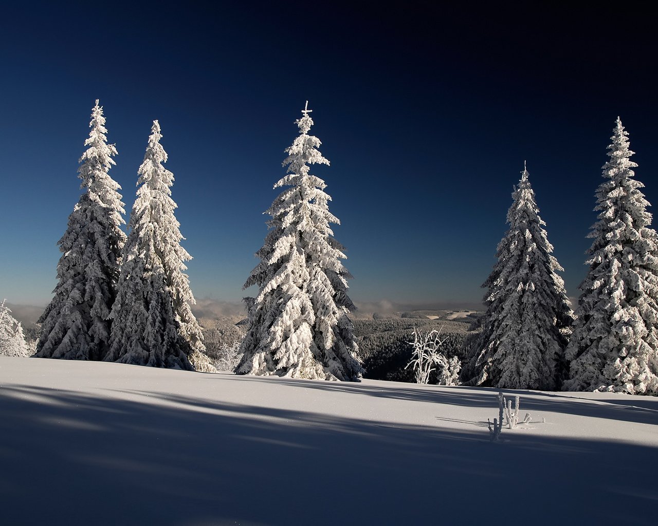 Обои снег, лес, зима, елки, ели, лейзаж, snow, forest, winter, tree, ate, lazar разрешение 1920x1200 Загрузить