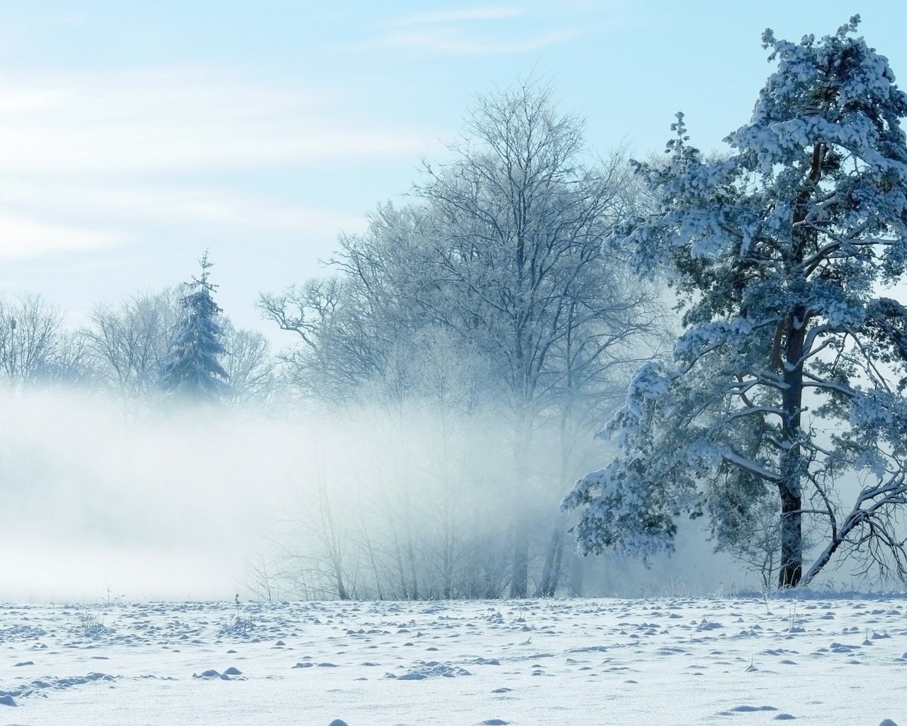 Обои небо, деревья, снег, природа, зима, the sky, trees, snow, nature, winter разрешение 2560x1600 Загрузить