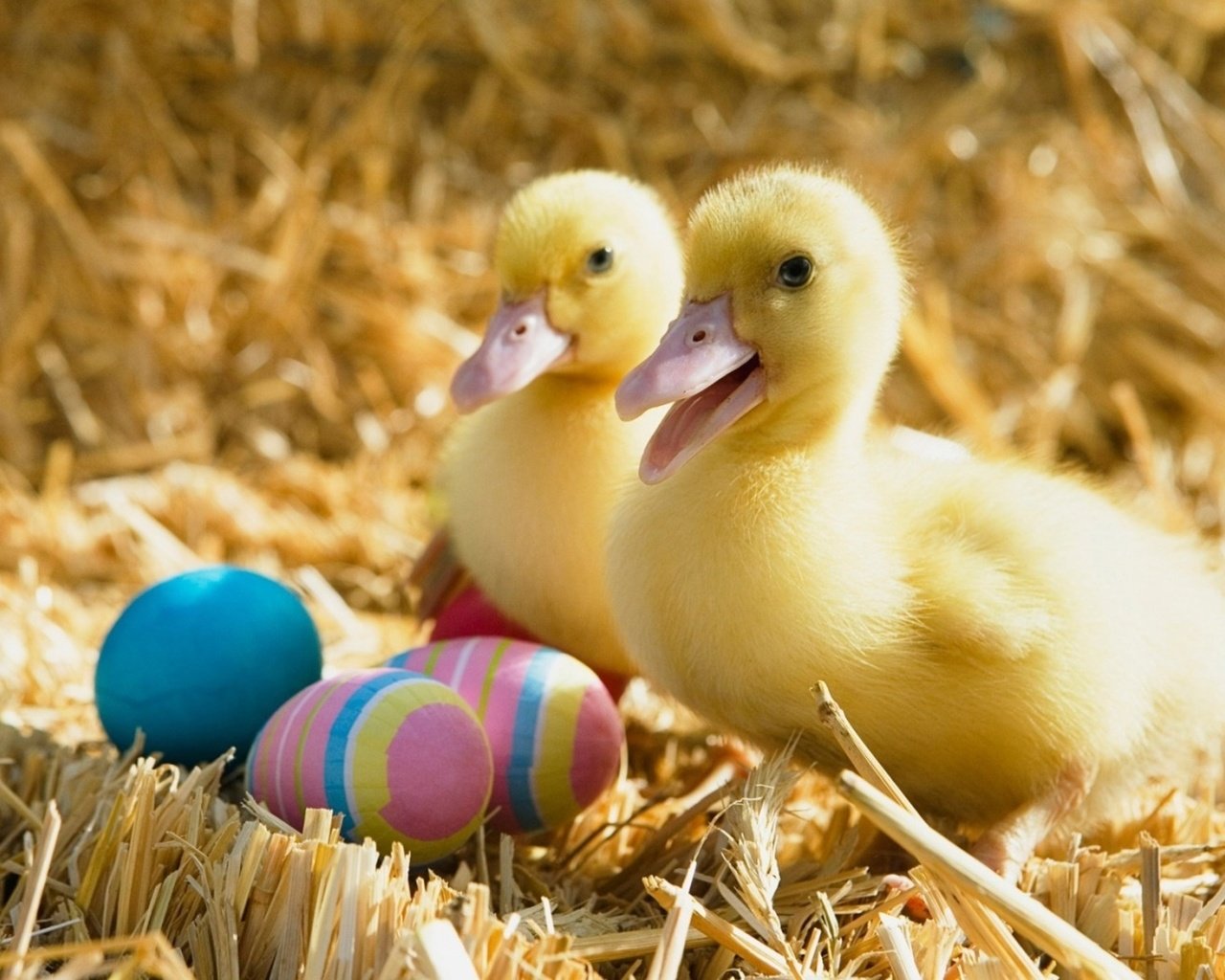 Обои птицы, пасха, яйца, праздник, утята, солома, утки, birds, easter, eggs, holiday, ducklings, straw, duck разрешение 1920x1200 Загрузить