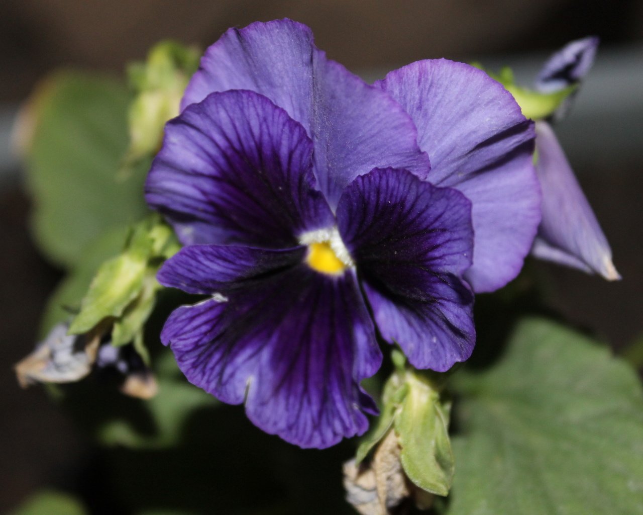 Обои цветок, фиолетовый, анютины глазки, крупным планом, flower, purple, pansy, closeup разрешение 3088x2056 Загрузить