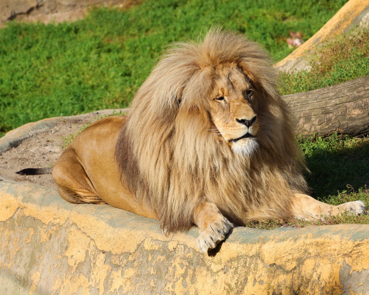 Обои хищник, отдых, львы, лев, грива, predator, stay, lions, leo, mane разрешение 2048x1365 Загрузить