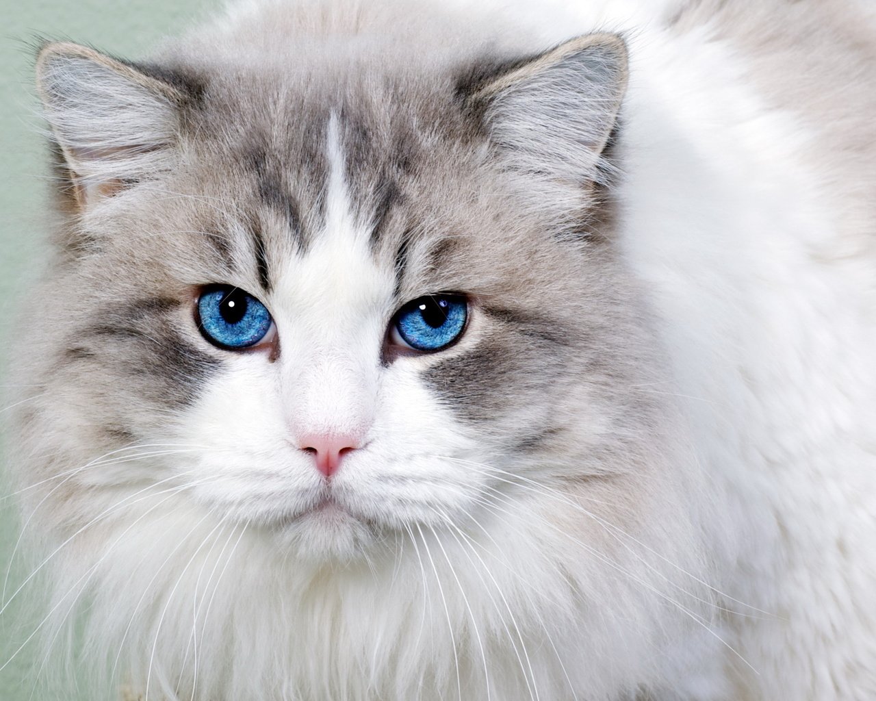 Обои морда, кот, кошка, взгляд, пушистая, голубоглазая, face, cat, look, fluffy, blue-eyed разрешение 2560x1600 Загрузить