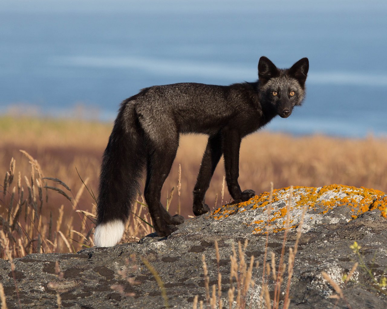 Обои природа, взгляд, лиса, лисица, хвост, черно-бурая, чернобурка, nature, look, fox, tail, black-brown разрешение 2048x1366 Загрузить