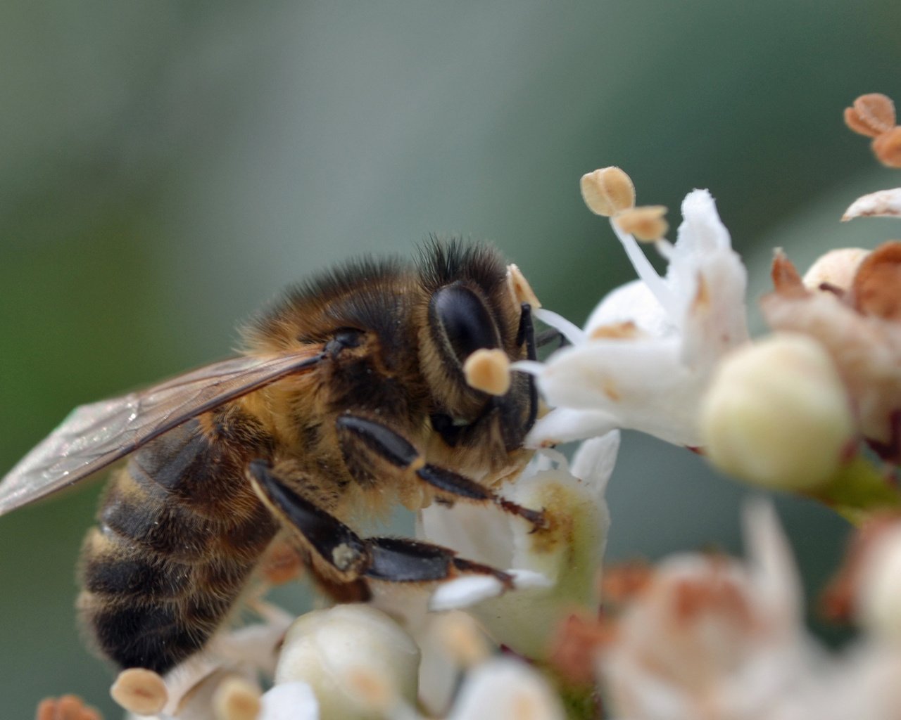 Обои цветы, макро, насекомое, крылья, пчела, flowers, macro, insect, wings, bee разрешение 1920x1300 Загрузить