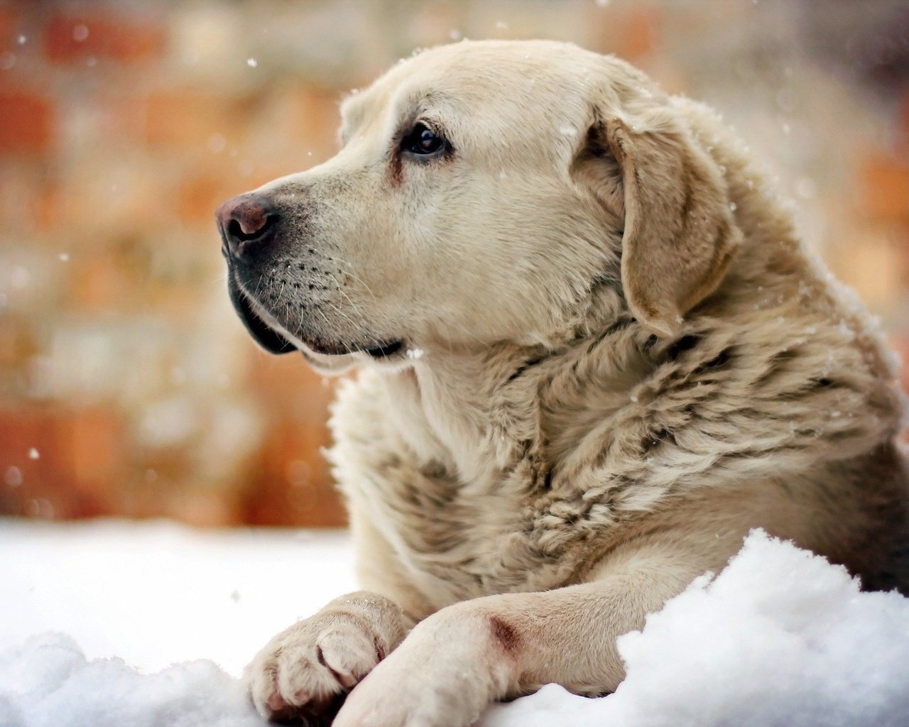 Обои снег, зима, собака, лабрадор, snow, winter, dog, labrador разрешение 1920x1200 Загрузить