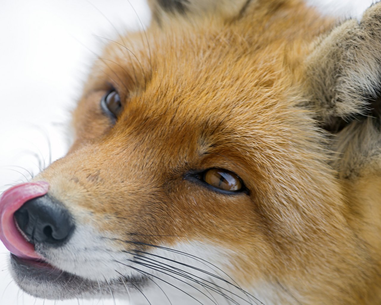 Обои мордочка, взгляд, рыжая, лиса, лисица, язык, хитрый, muzzle, look, red, fox, language, tricky разрешение 2048x1363 Загрузить