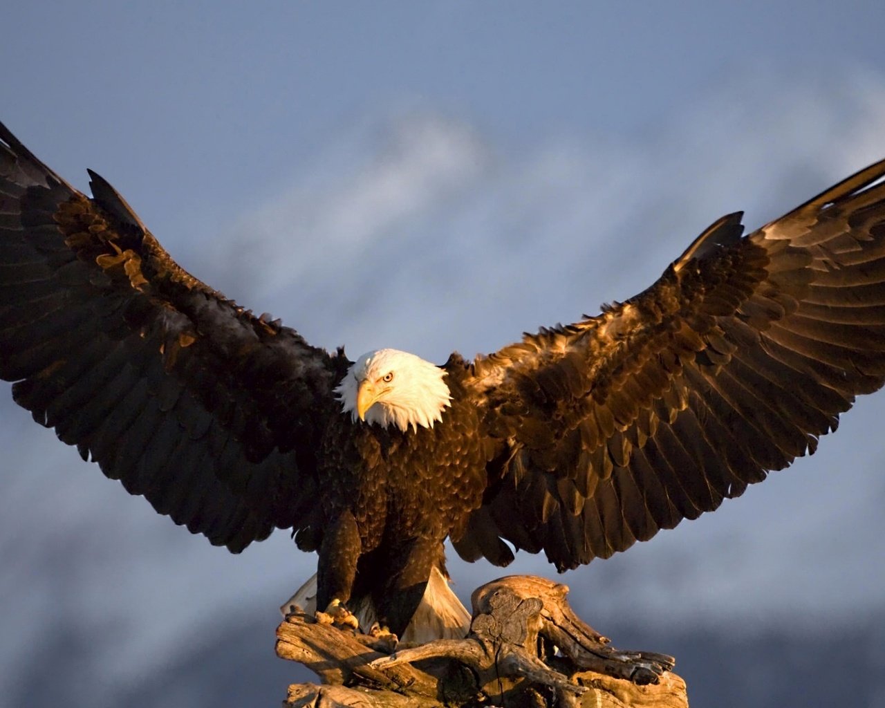 Обои крылья, орел, птица, белоголовый орлан, wings, eagle, bird, bald eagle разрешение 1920x1200 Загрузить