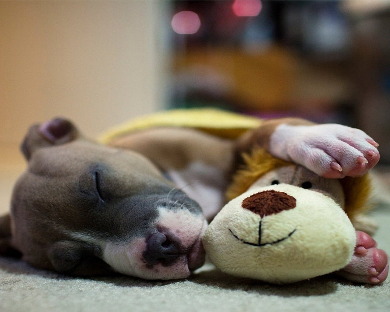 Обои сон, собака, игрушка, щенок, питбуль, sleep, dog, toy, puppy, pit bull разрешение 1920x1080 Загрузить