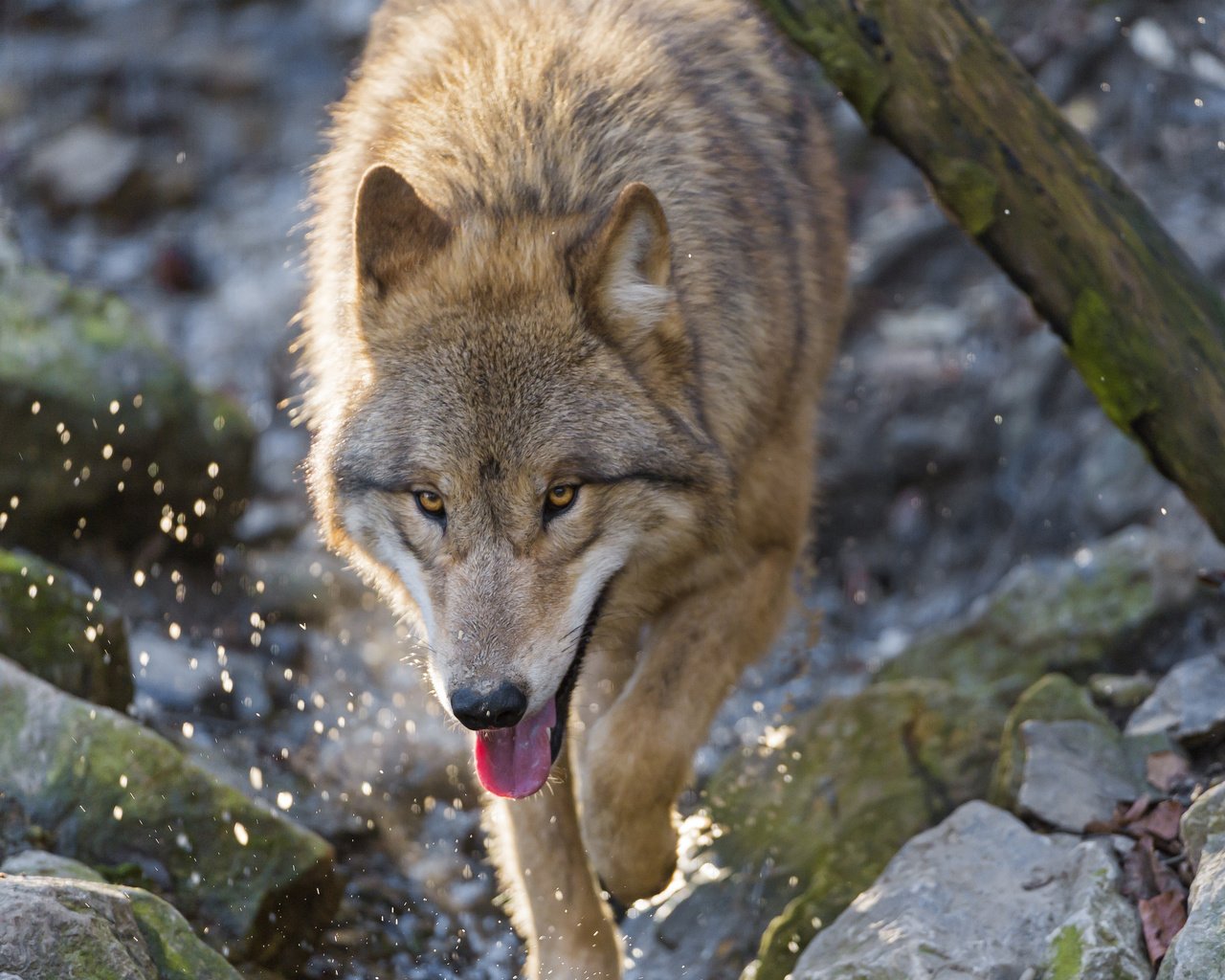 Обои морда, камни, брызги, хищник, язык, волк, face, stones, squirt, predator, language, wolf разрешение 2048x1638 Загрузить