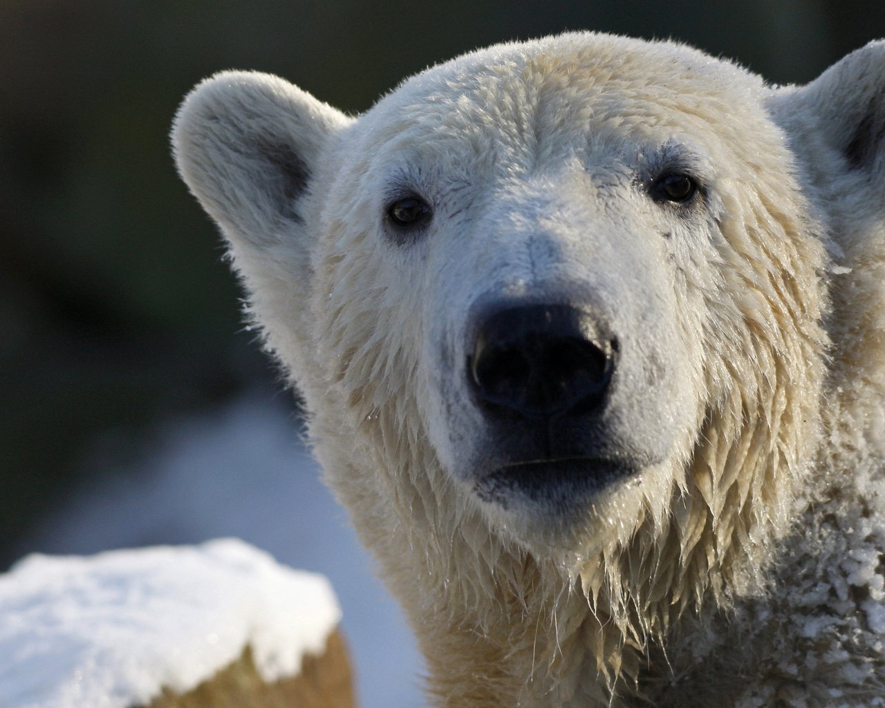 Обои морда, взгляд, медведь, белый, белый медведь, полярный, face, look, bear, white, polar bear, polar разрешение 2560x1600 Загрузить