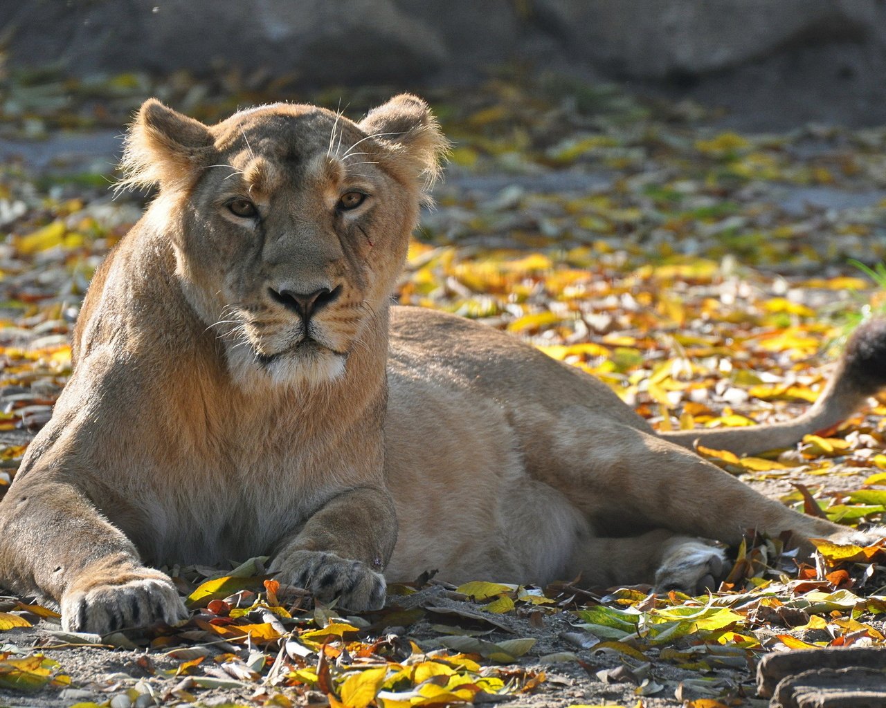 Обои листва, взгляд, хищник, отдых, лев, львица, foliage, look, predator, stay, leo, lioness разрешение 2048x1360 Загрузить