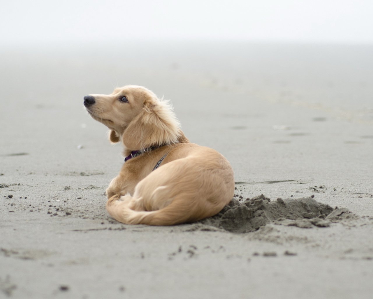 Обои песок, пляж, собака, щенок, такса, sand, beach, dog, puppy, dachshund разрешение 2560x1600 Загрузить