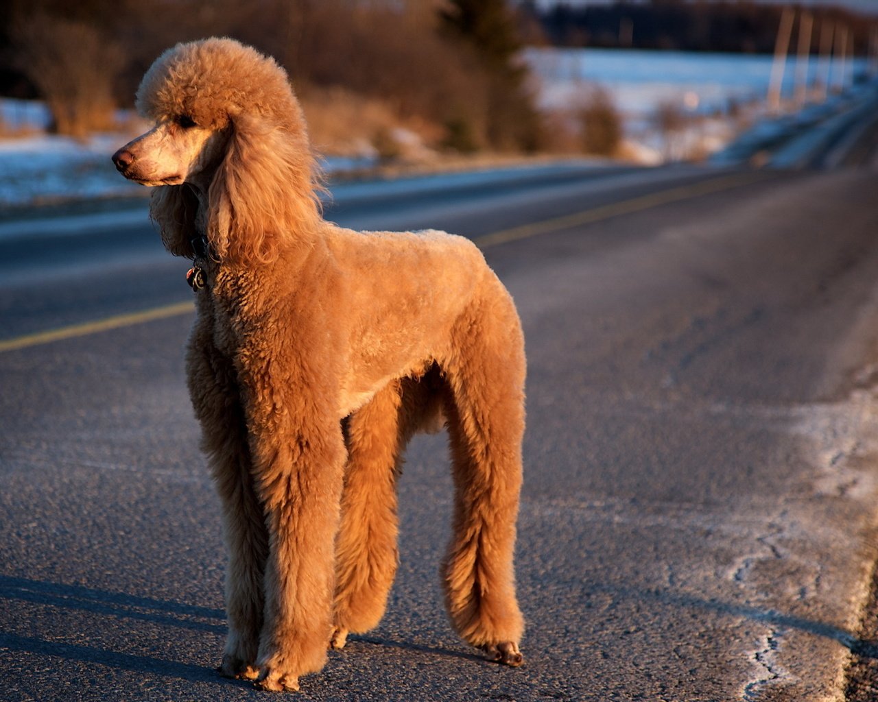 Обои дорога, собака, пудель, road, dog, poodle разрешение 1920x1200 Загрузить