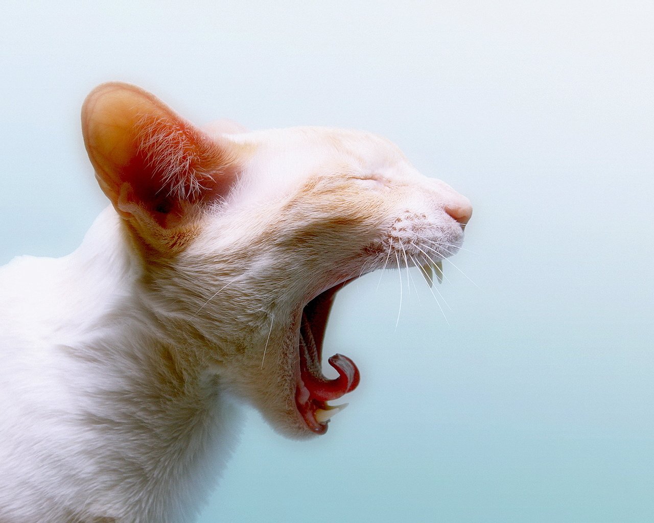 Обои кот, кошка, белый, зубы, язык, зевает, cat, white, teeth, language, yawns разрешение 1920x1080 Загрузить