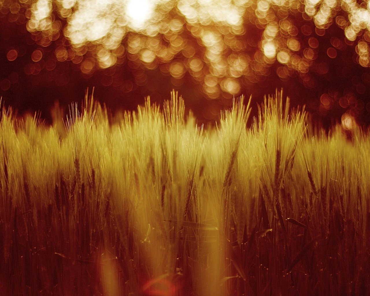 Обои макро, поле, колосья, пшеница, macro, field, ears, wheat разрешение 2000x1333 Загрузить