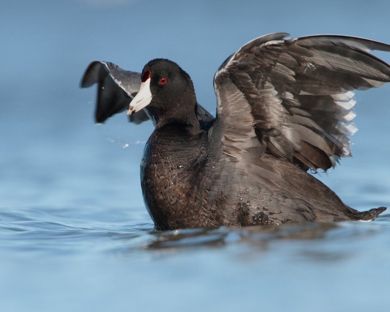 Обои вода, отражение, крылья, птица, утка, лысуха, water, reflection, wings, bird, duck, coot разрешение 2048x1198 Загрузить