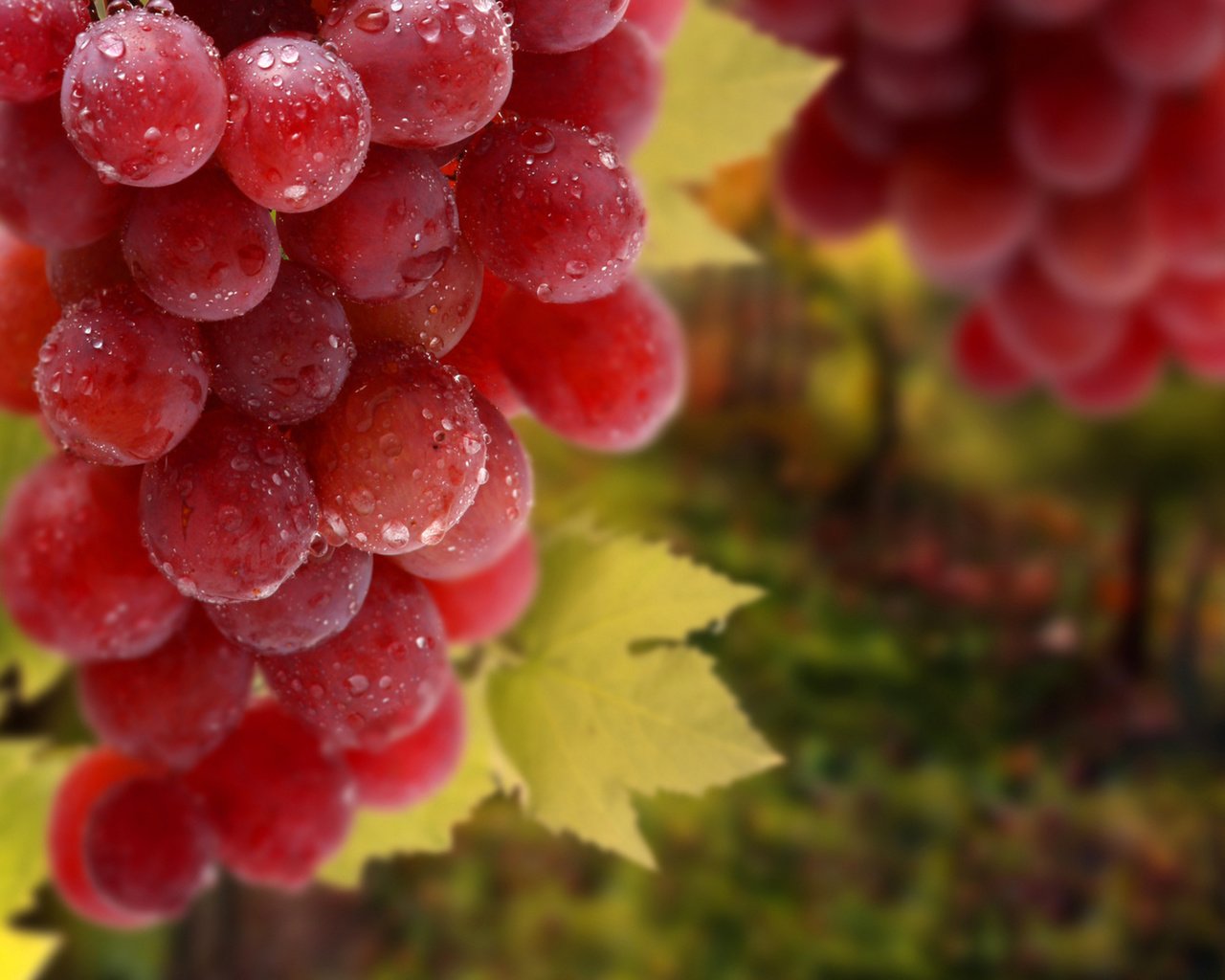 Обои листья, виноград, капли, красный, гроздь, leaves, grapes, drops, red, bunch разрешение 2560x1600 Загрузить