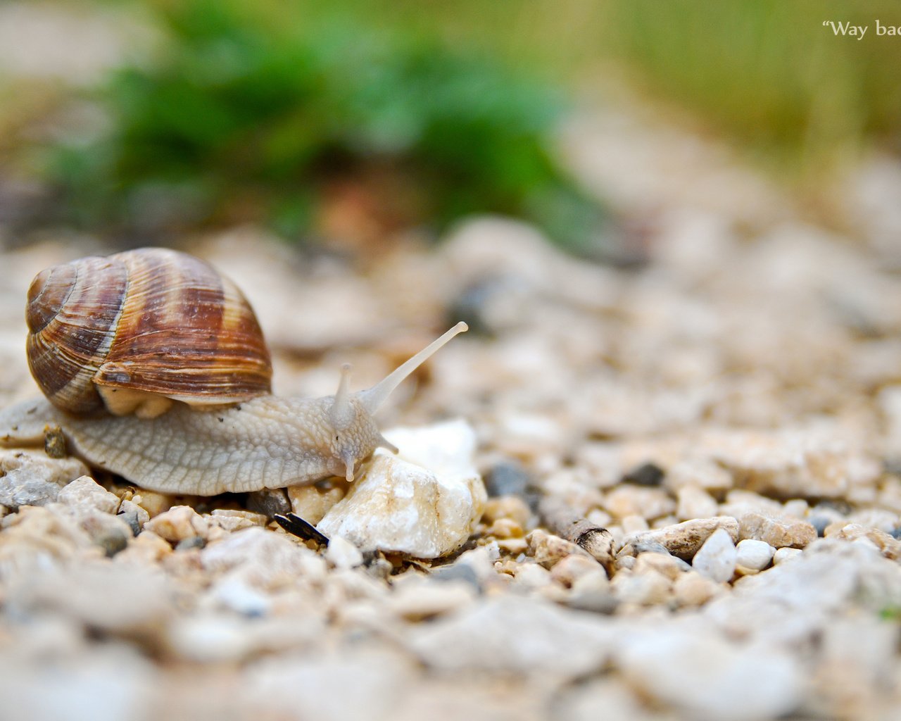 Обои камни, животные, улитка, рожки, раковина, брюхоногие моллюски, stones, animals, snail, horns, sink, gastropods разрешение 2048x1371 Загрузить