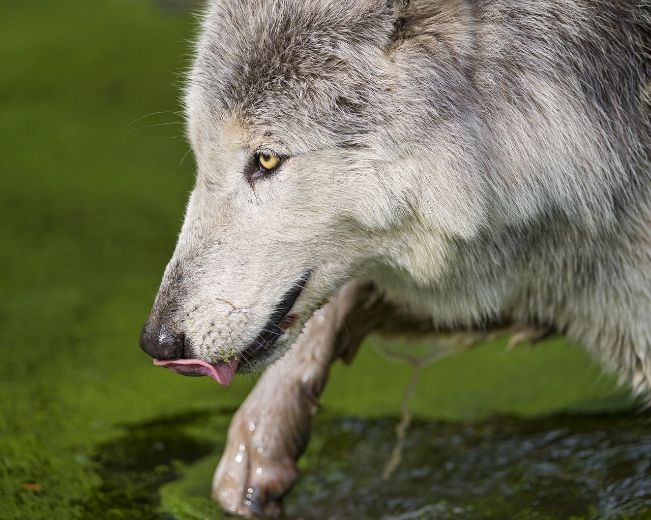 Обои вода, хищник, язык, волк, тина, млекопитающее, морда.профиль, water, predator, language, wolf, tina, mammal, face.profile разрешение 2048x1363 Загрузить