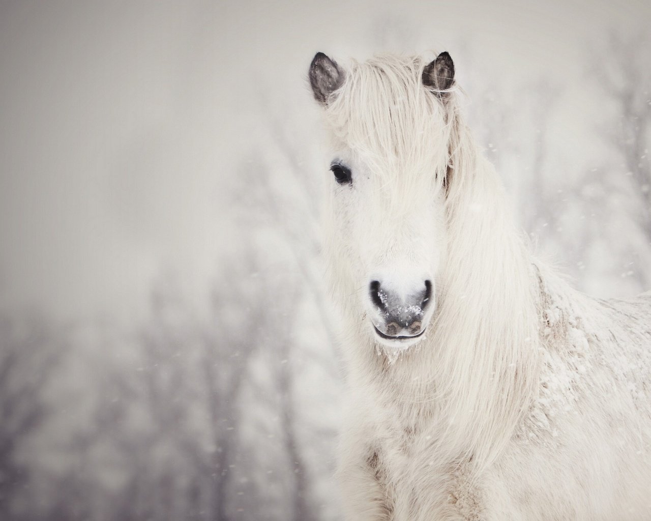 Обои лошадь, снег, зима, конь, грива, белая, horse, snow, winter, mane, white разрешение 1920x1238 Загрузить