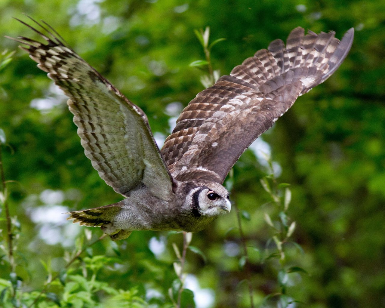 Обои сова, полет, ветки, крылья, птица, owl, flight, branches, wings, bird разрешение 2048x1365 Загрузить